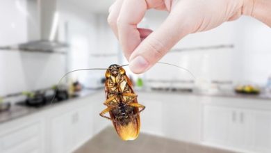 remove cockroaches