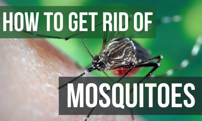 Mosquito Control