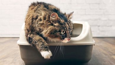 How To Remove Odor Control Litter From Your Home