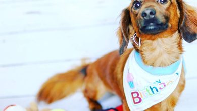 dog-birthday