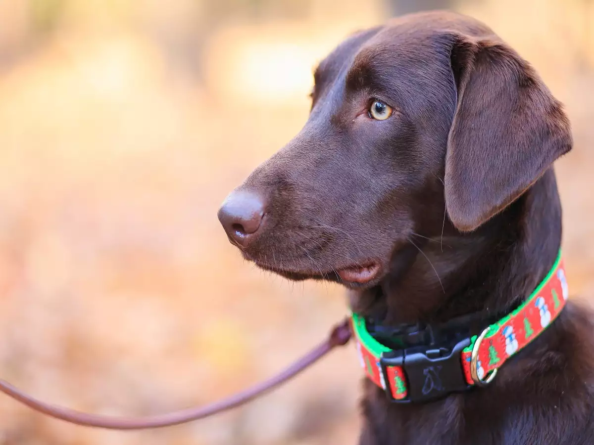 dog-collar