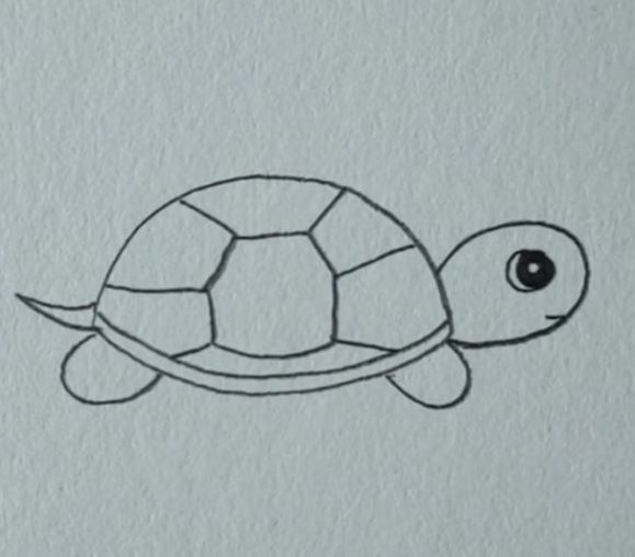 Turtle