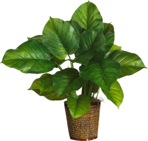 plants