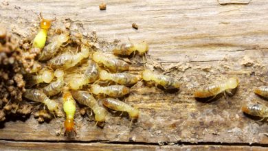 termite control near me